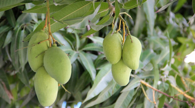 Mango Cultivation
