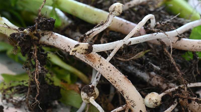 Stressful Times For Potato Tuber Initiation