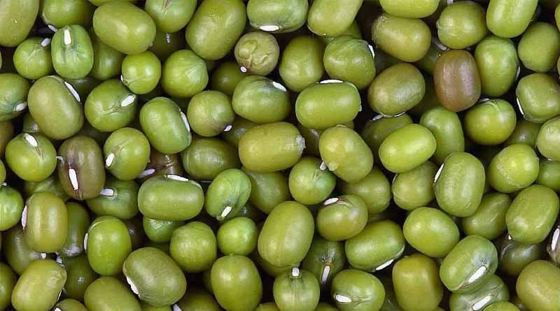 Agri Scientist Advises Farmers on Managing Yellow Mosaic Virus in Summer Moong Crop