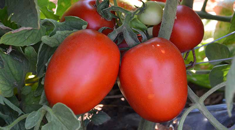 Galilea Tomato: The Untold Story Behind Its Global Success