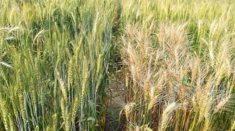 New Breakthrough in Wheat Blast Resistance: A Novel Non-2NS QTL Identified