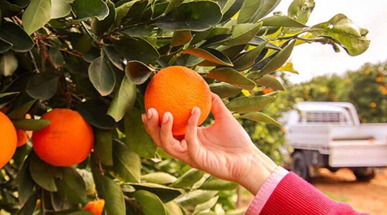 A Game-changing Solution For Tree Crop Protection