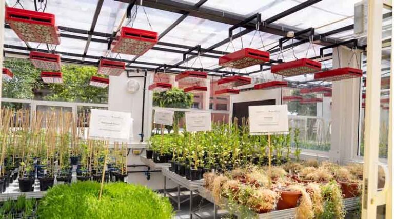 ICARDA Inaugurates The African Breeding Accelerator