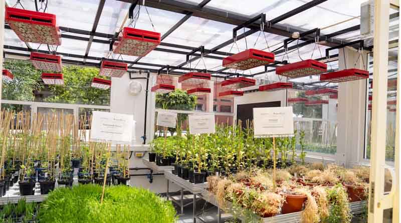 ICARDA Inaugurates The African Breeding Accelerator