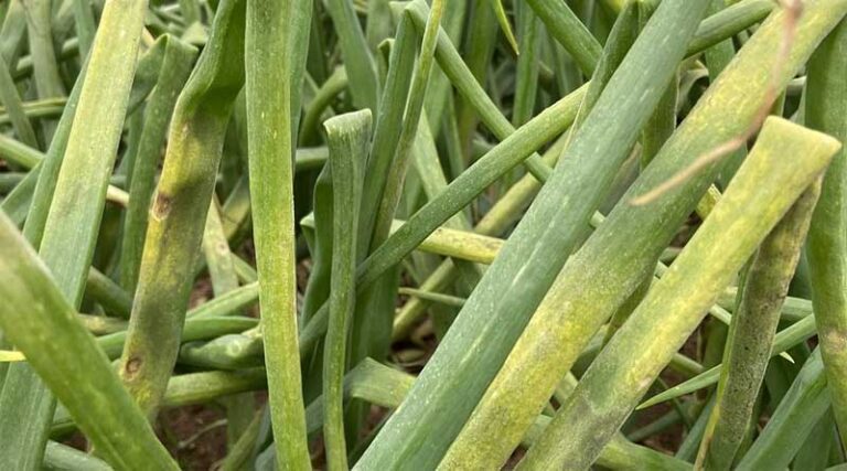 Simon's Seasonal Insights: Onions - Early Success Faces Moisture Challenges