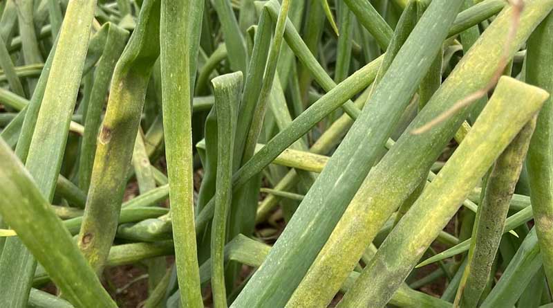 Simon's Seasonal Insights: Onions - Early Success Faces Moisture Challenges