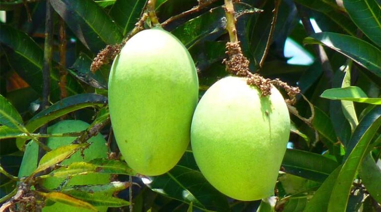 Mango Season Shortened in Maharashtra, Pest Outbreak Hits Uttar Pradesh Orchards
