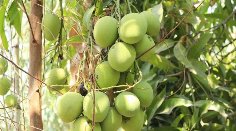 Paired Fruit Borer and Semilooper Infestation Hits Mango Orchards in Uttar Pradesh