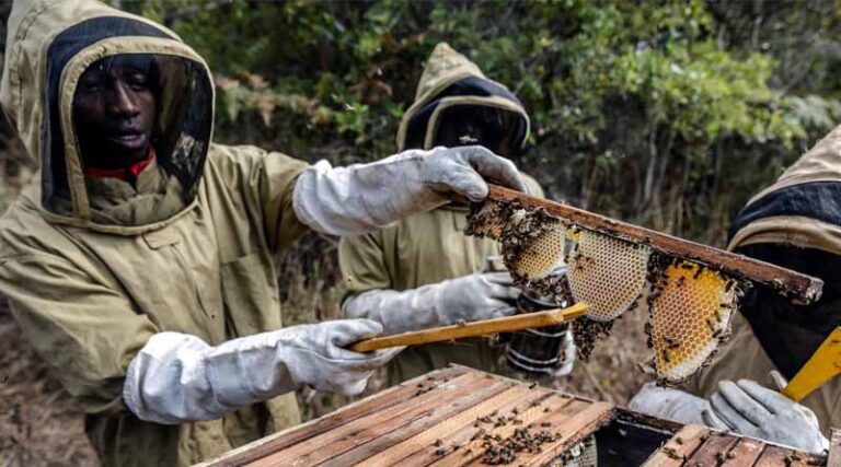 World Bee Day 2025: Africa Honey Production Has Highest Global Growth Rate