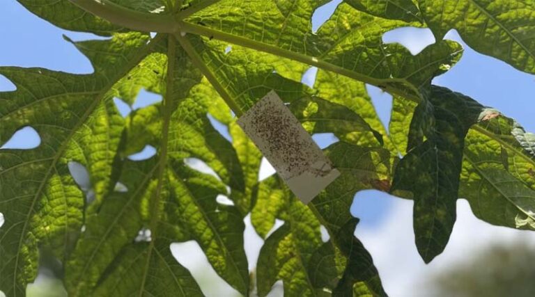 Biocontrol That Goes The Distance: Acerophagus Papayae In Kenya