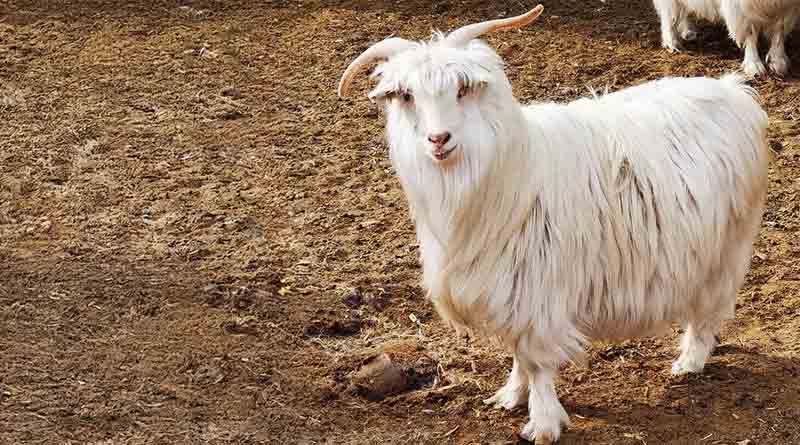Cracking the goat code: A genomic leap for biodiversity and sustainable livestock production