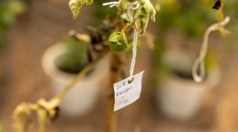 How Crops To End Hunger Is Transforming CGIAR Crop Breeding From The Ground Up