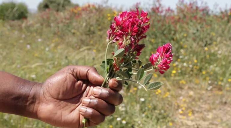 Silvopastoral Systems Are Transforming Land and Livelihoods in Tunisia