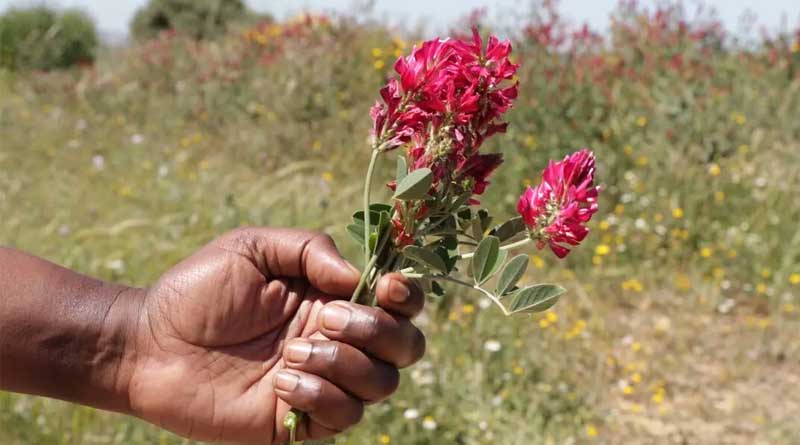 Silvopastoral Systems Are Transforming Land and Livelihoods in Tunisia