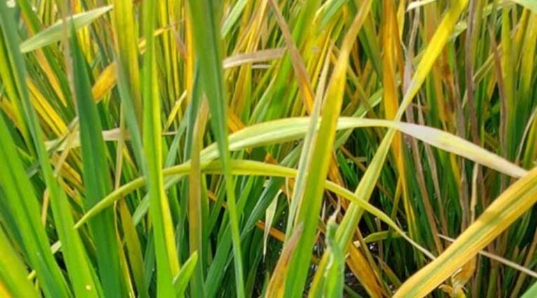 IRRI Identifies The First Case Of Rice Yellowing Syndrome In The Philippines