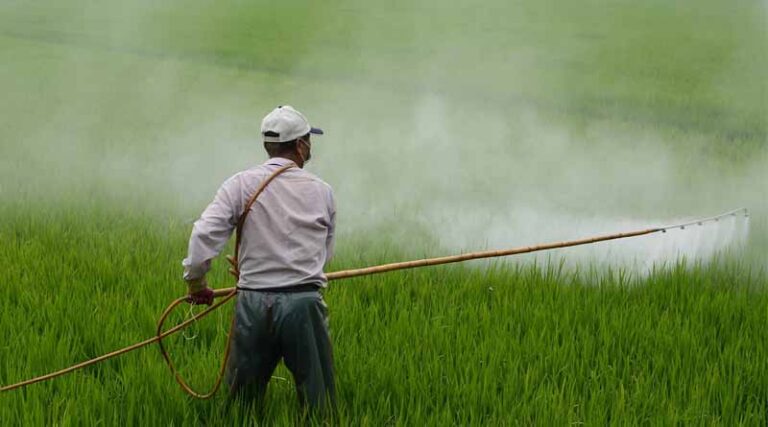 Punjab Government Bans 11 Insecticides on Basmati Crop for 60 Days Starting August 1