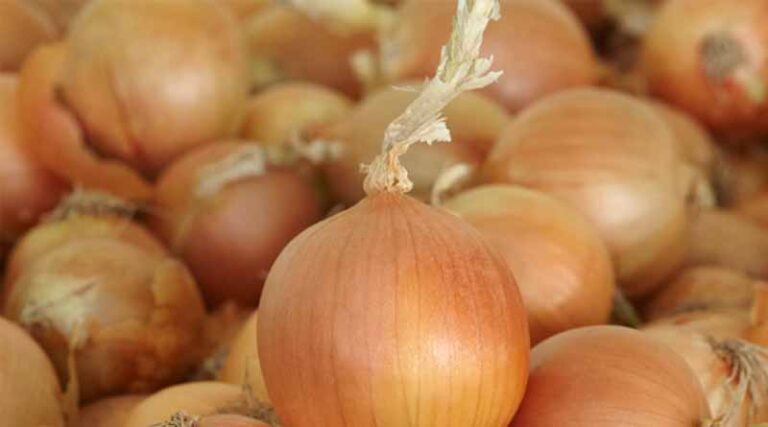 Breeding For Onion Resistance, Resilience And The Crop's Future