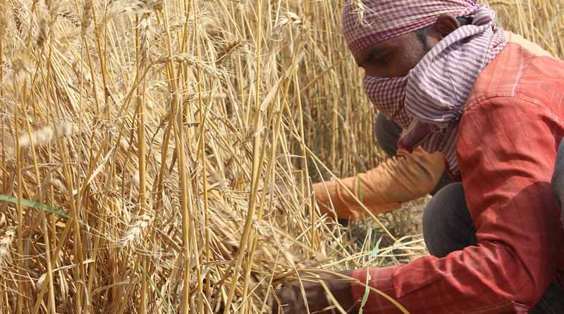 Crops Selling Below MSP Despite Bumper Harvests: RBI Raises Concerns for Farmers