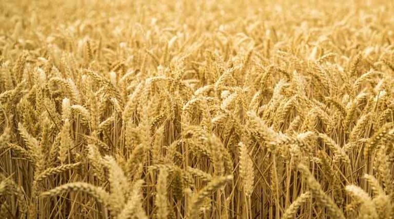 Madhya Pradesh Wheat Scam 2025: Soil and Stones Found in Wheat Sold at MSP, Massive Fraud Uncovered in Jabalpur Warehouse
