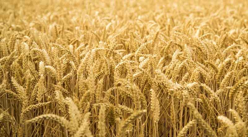 Madhya Pradesh Wheat Scam 2025: Soil and Stones Found in Wheat Sold at MSP, Massive Fraud Uncovered in Jabalpur Warehouse