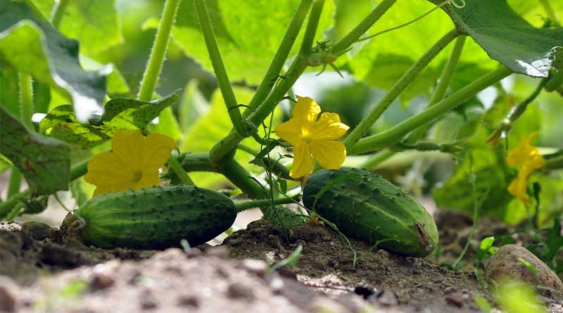 Yellow Spots on Cucumber Leaves? IARI Explains the Cause and Simple Remedies