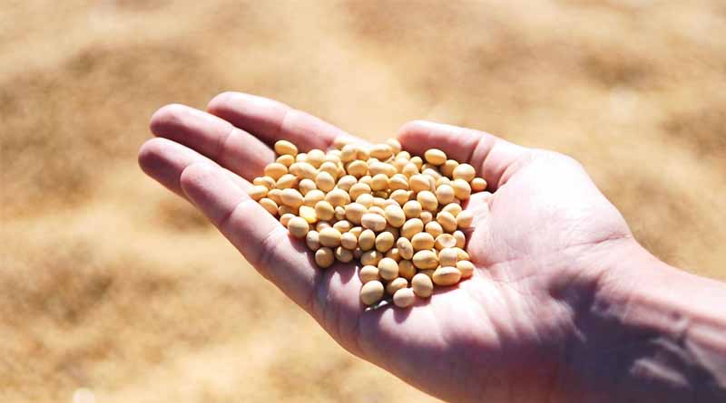 Soybean Cultivation in Kharif Season: IARI Recommends Improved Varieties and Scientific Techniques