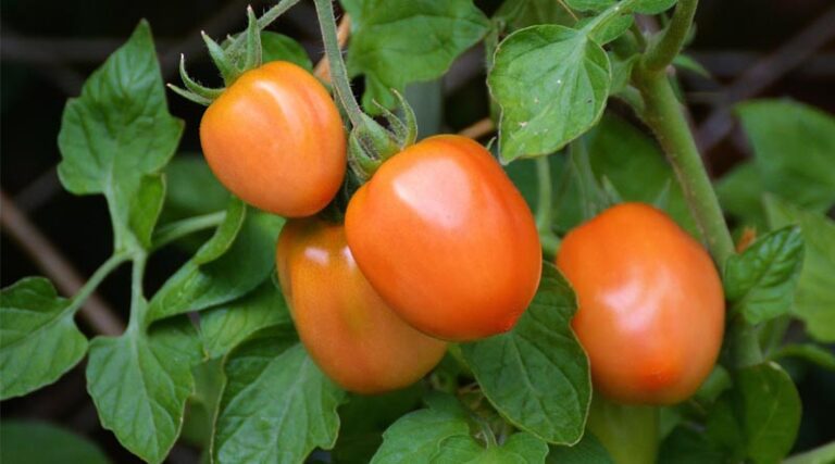 Grow Tomatoes Year-Round with IARI’s Protected Cultivation Technology and Earn Lakhs