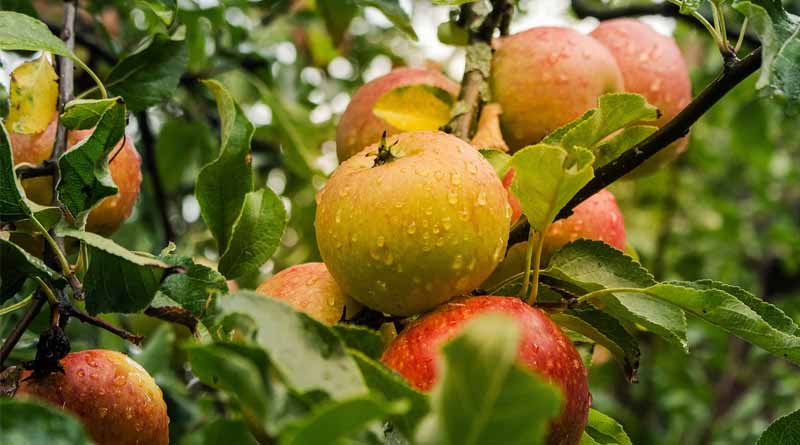 Himachal Seeks Steeper Import Duties on Turkish Apples to Protect Local Growers