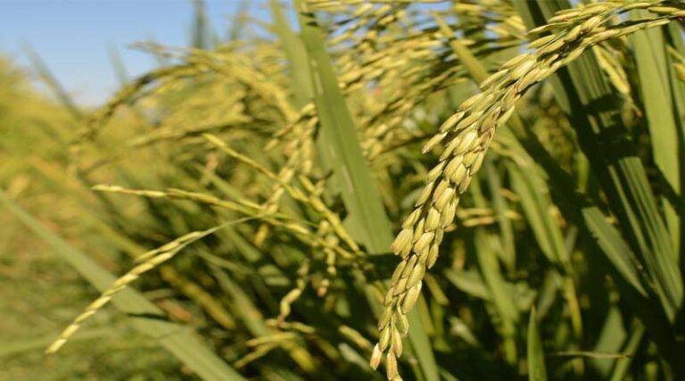 India Announces World’s First Genome-Edited Paddy Varieties