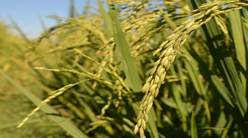 India Announces World’s First Genome-Edited Paddy Varieties