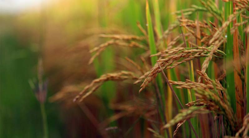 List of Insecticides Banned in Punjab for Basmati Paddy Season