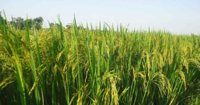 What is Rice Yellowing Syndrome – IRRI Identifies the First Case in the Philippines