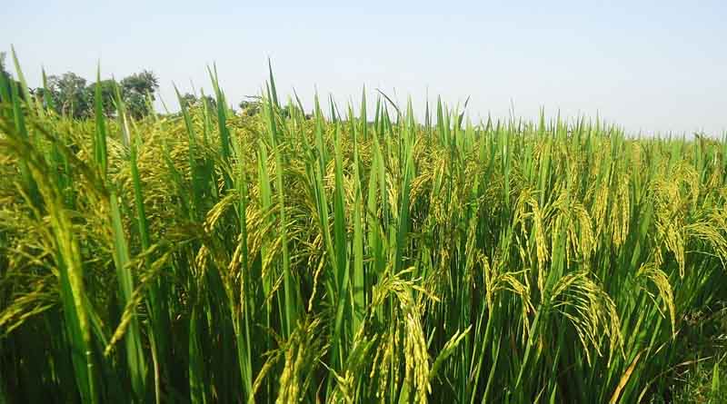 What is Rice Yellowing Syndrome – IRRI Identifies the First Case in the Philippines