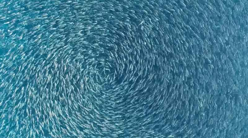 EPA Issues Permit For Velella Epsilon Fish Farm Despite Strong Public Opposition