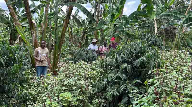 Ugandan Farmers Teach Scientists to Rethink Seed Systems