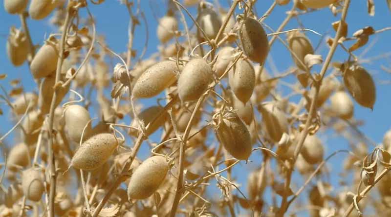 From Neglect to Necessity: Utilizing Underutilized Plants