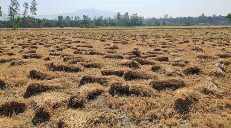 Wheat Procurement at MSP Hits Four-Year High with Over 29.7 Million Tonnes Bought So Far