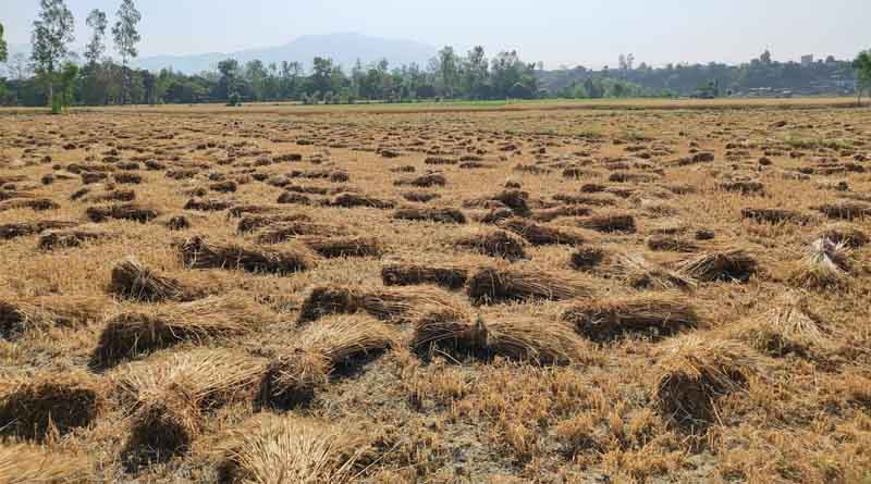 Wheat Procurement at MSP Hits Four-Year High with Over 29.7 Million Tonnes Bought So Far