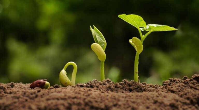 Agricultural Chelates Market to Reach USD 1.1 billion by 2032