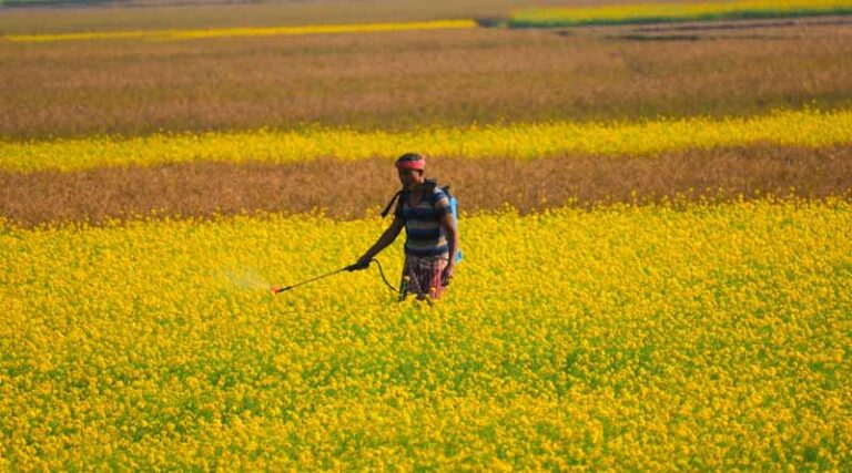 Latest Agrochemical Launches in India 2025: Best Herbicides and Fungicides for Paddy, Maize, Cotton & More