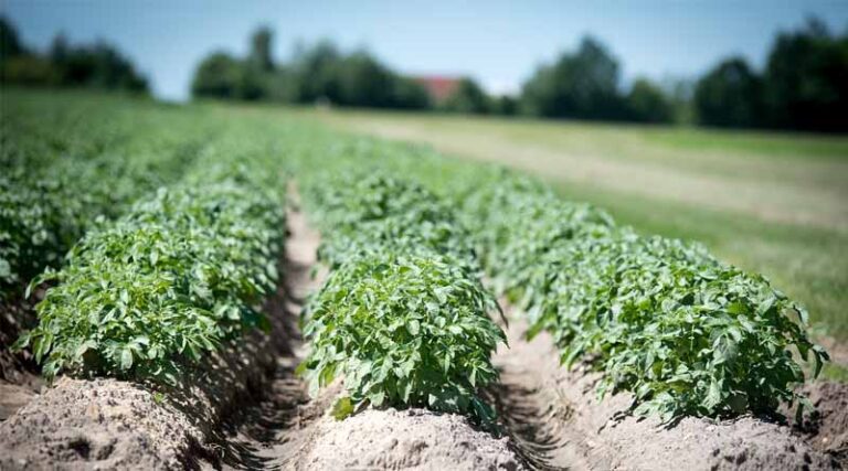 2024/2025 Brazil Corn Estimate Increased 2 mt 129.0 Million Tons