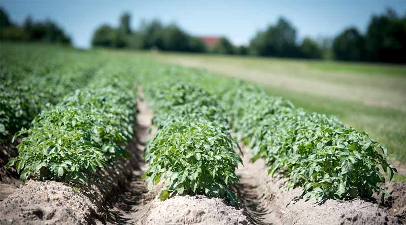 2024/2025 Brazil Corn Estimate Increased 2 mt 129.0 Million Tons