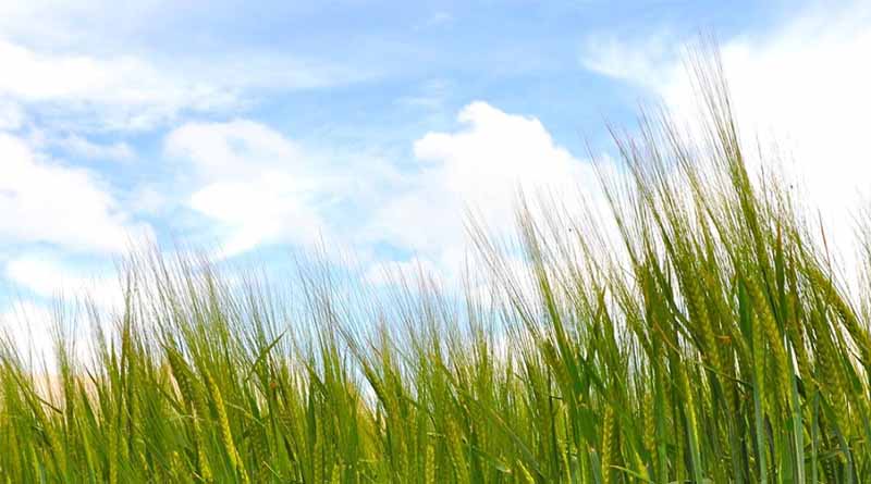 Be Aware Of Spring Barley Ramularia Risks After Seasonal Stress
