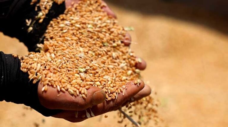 Winter Wheat Harvested In Succession Across China