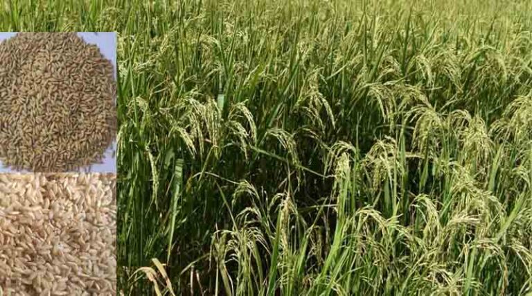 Agricultural University Palampur Develops Blast Disease-Resistant Paddy Varieties: Vice Chancellor
