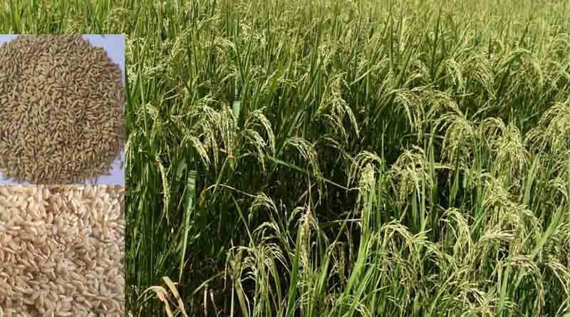Agricultural University Palampur Develops Blast Disease-Resistant Paddy Varieties: Vice Chancellor