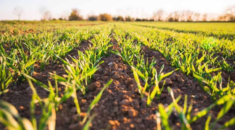 Top 10 Farm Management Software Platforms in 2025