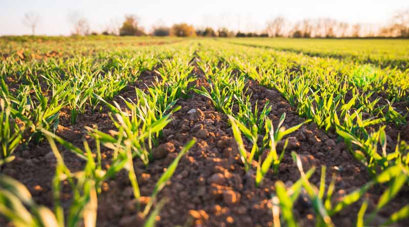 Top 10 Farm Management Software Platforms in 2025