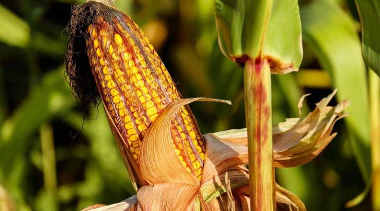 Government’s Soybean MSP Hike May Averts Maize Takeover in Kharif 2025-26