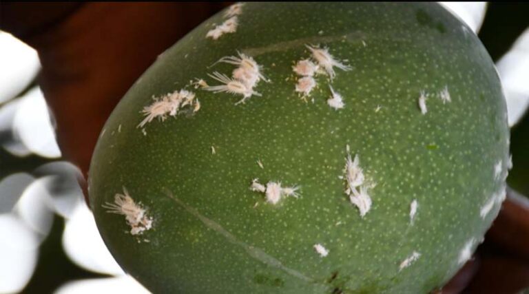 Managing Mango Mealybugs